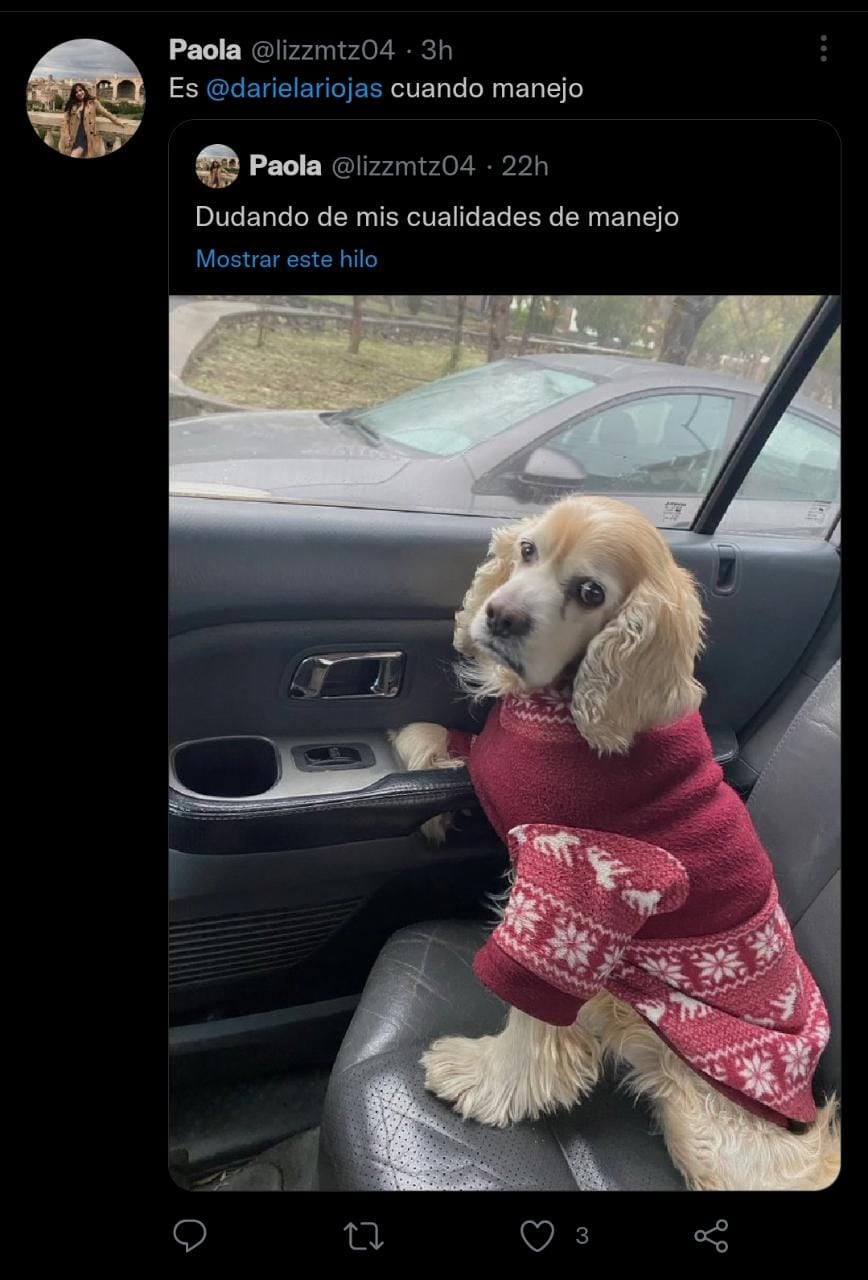 Felipe, el perro viral de Twitter