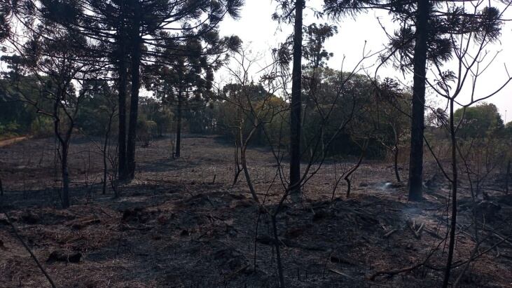 Se consumieron entre 5 y 10 hectáreas del Parque Provincial de las Araucarias en San Pedro.