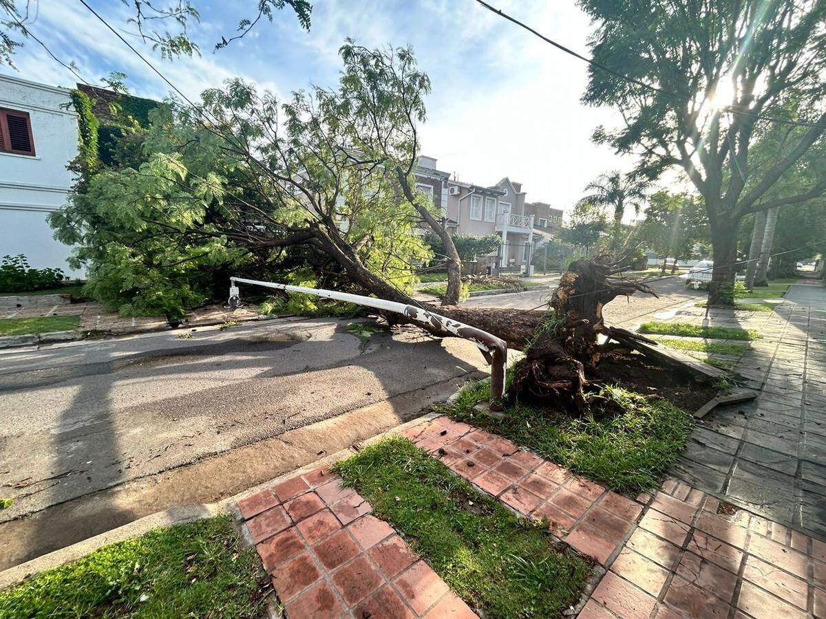 La caída del árbol y el poste de luz en la ciudad de Córdoba.