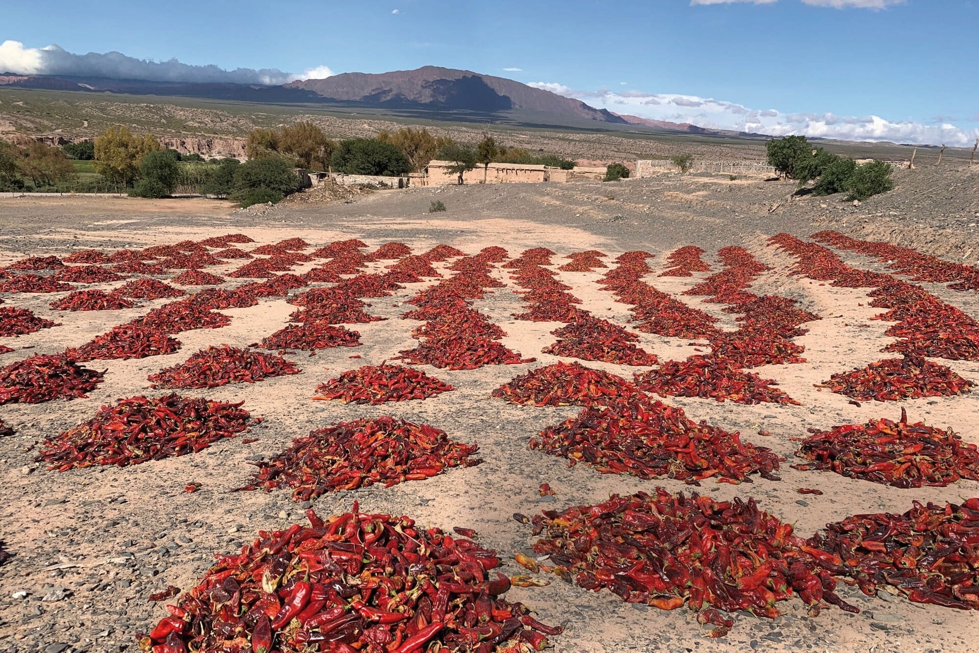 El fruto pasa por un proceso de secado natural al sol, gracias a la falta de precipitaciones de los Valles Calchaquíes.