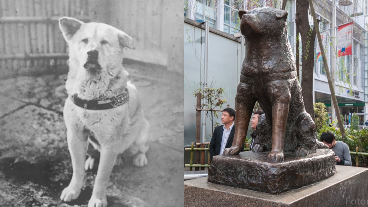 Hachiko en sus últimos años y la estatua en su honor.