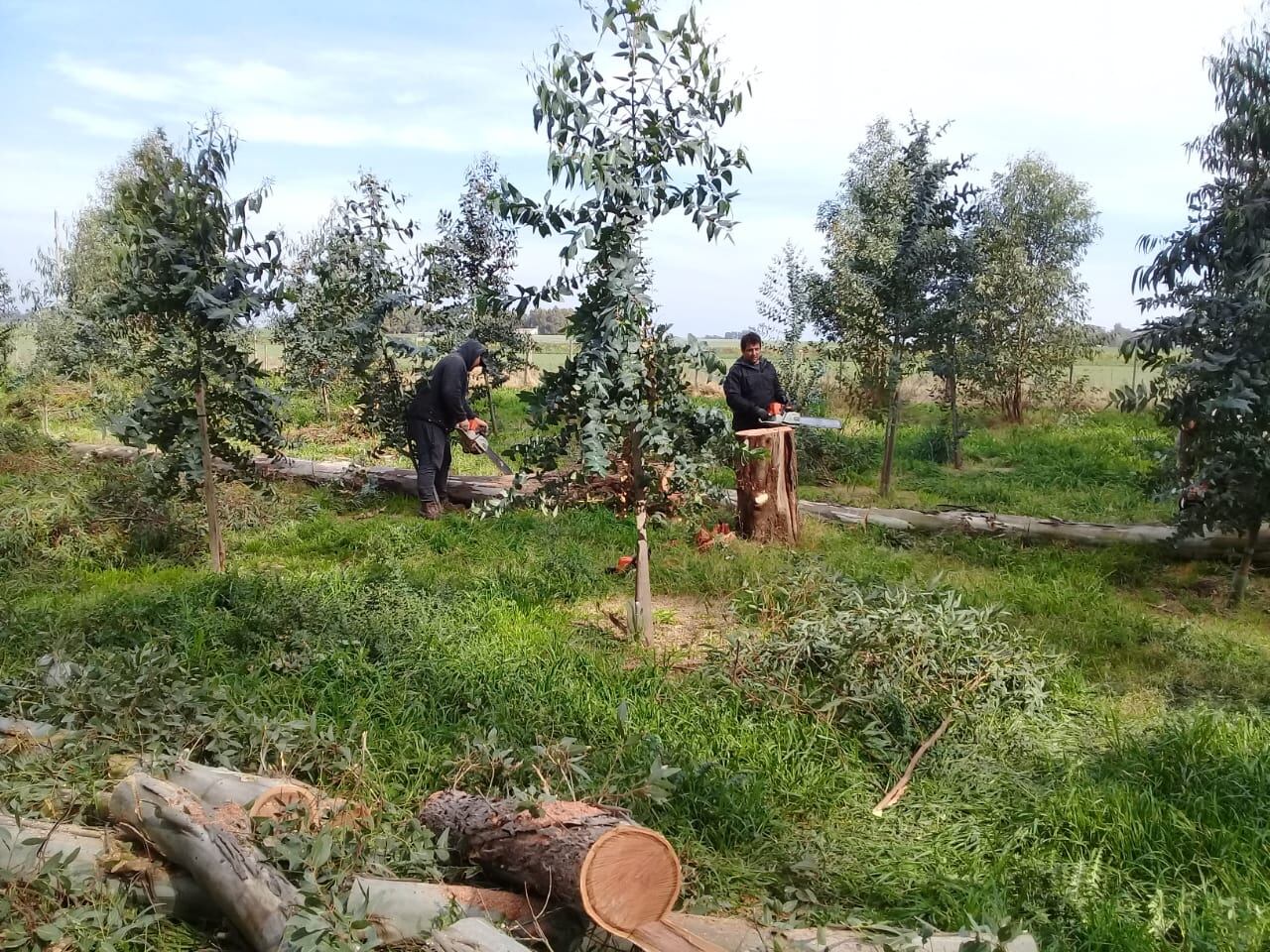 Piden cesar con el corte de árboles en el Parque Cabañas de Tres Arroyos y la municipalidad aduce que está reforestando