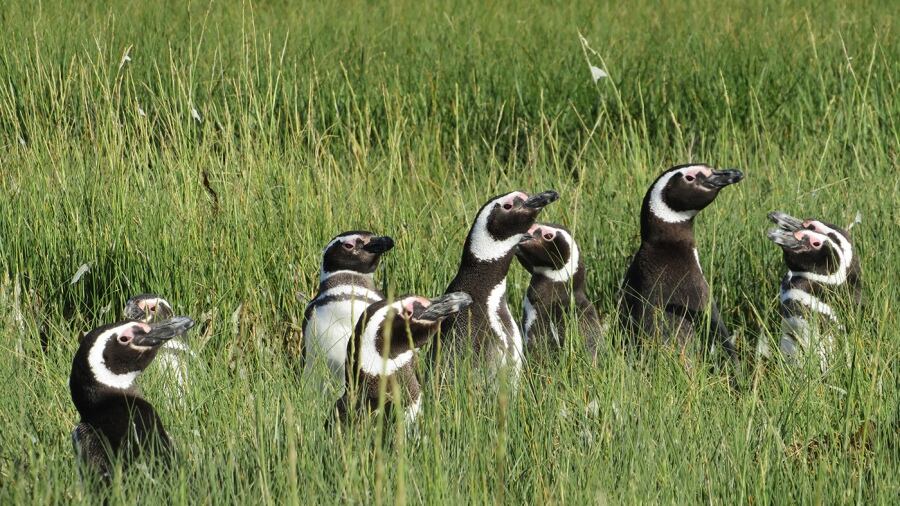 El Congreso aprobó la creación del Parque Nacional Islote Lobos en Río Negro.