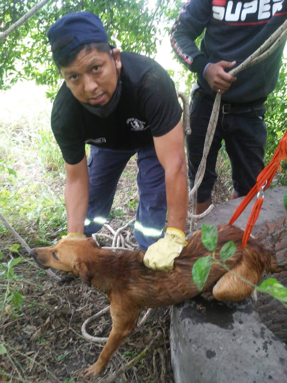 El animal estaba asustado dentro de un pozo de más de tres metros de profundidad.