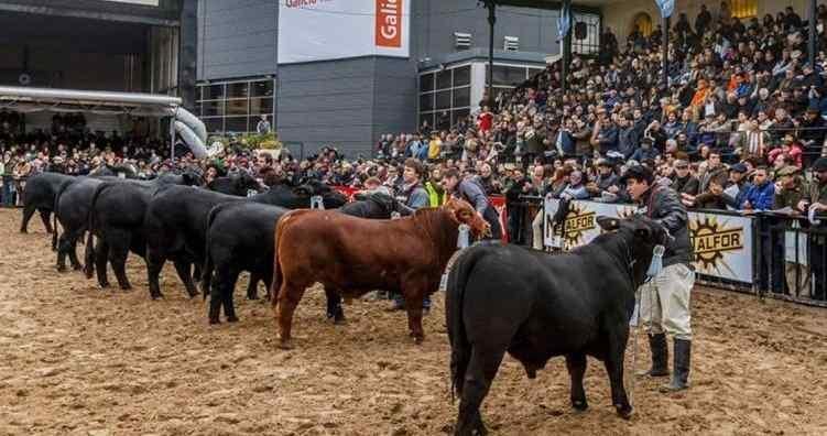 BOVINOS. Los concursos ganaderos, uno de los clásicos de la Rural de Palermo. 