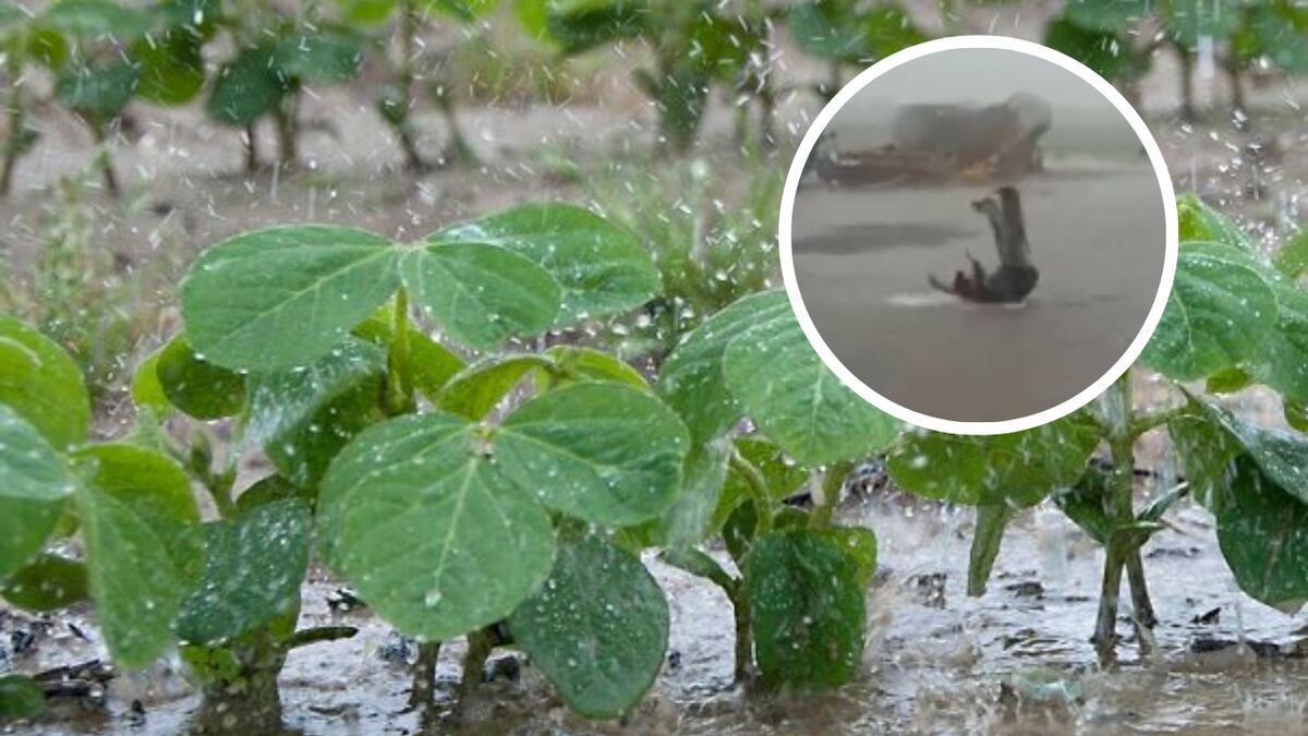 El desahogo de un trabajador rural por la lluvia en Oliveros: “Estábamos muy tristes porque se estaba muriendo toda la cosecha”