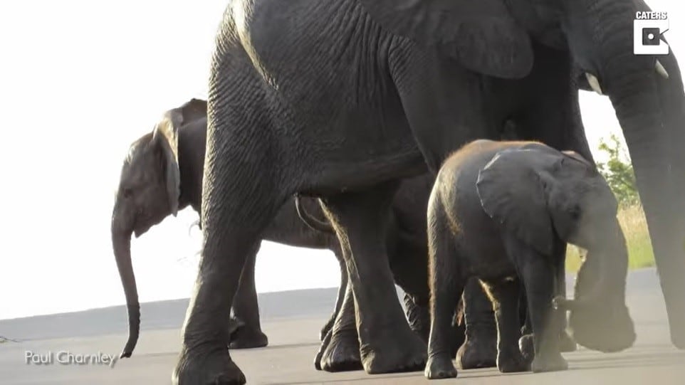 El Parque Nacional Kruger cuenta con varias especies en peligro de extinción. (DPA)