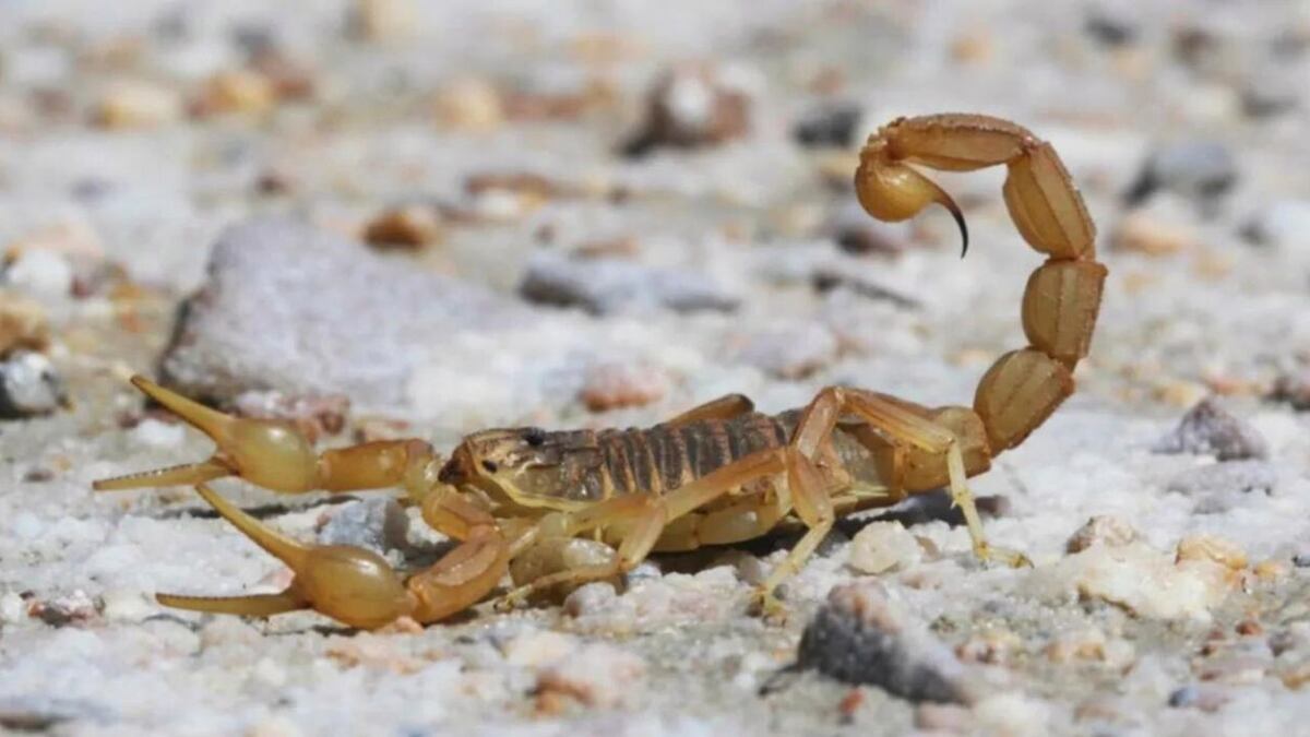 Alacranes en La Plata: precauciones y cuidados ante la presencia de estos arácnidos