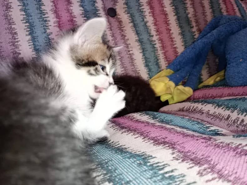 Su amor por los gatos la llevó a crear un refugio.