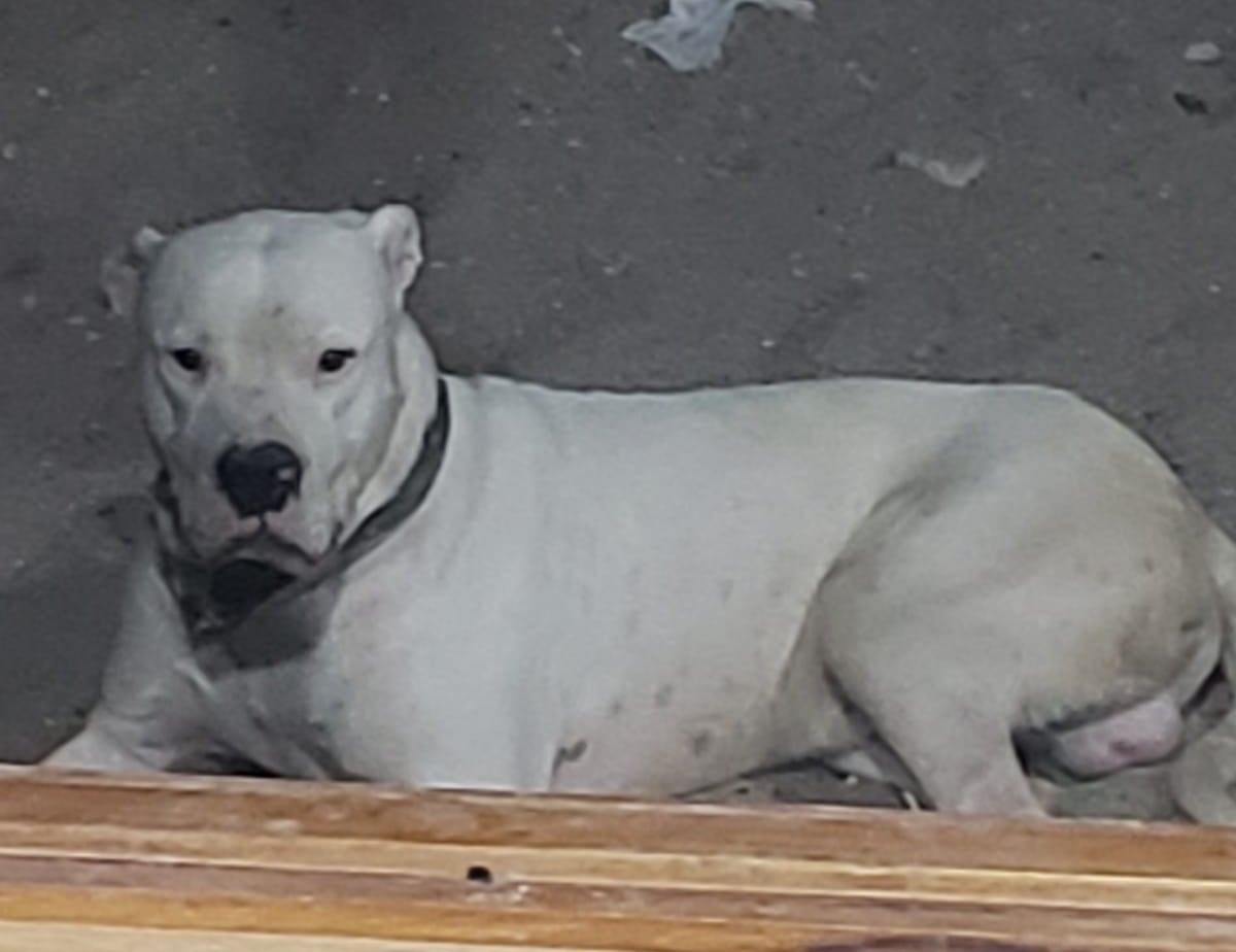 Perros de raza dogo atacaron a tres personas (La Voz archivo).