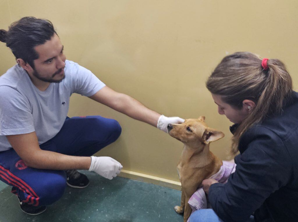 Castración de Animales en Arroyito Centro de Zoonosis