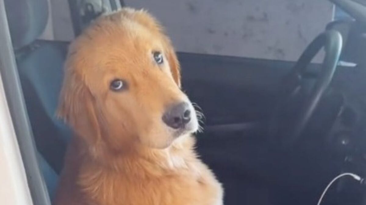 “Mi amor no te puedo llevar”: Bruno, el perro de Córdoba que enamoró a todos en las redes