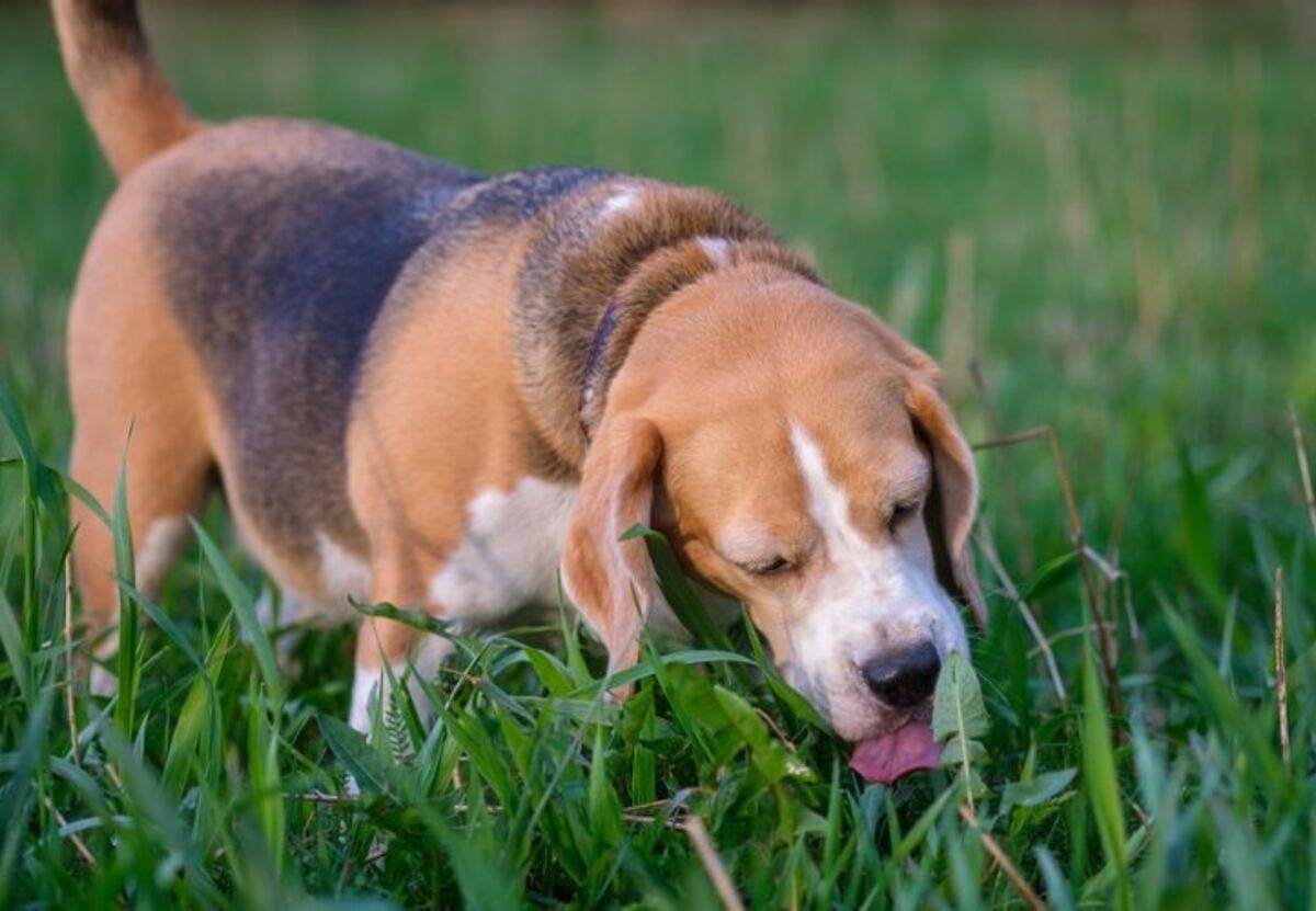 El inesperado motivo por el que tu perro come pasto, según un adiestrador canino