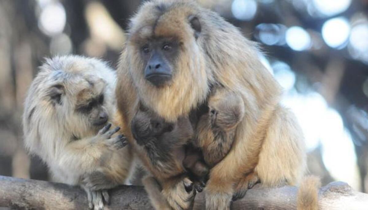 La Cumbre: rescataron dos nuevos ejemplares de monos Carayá