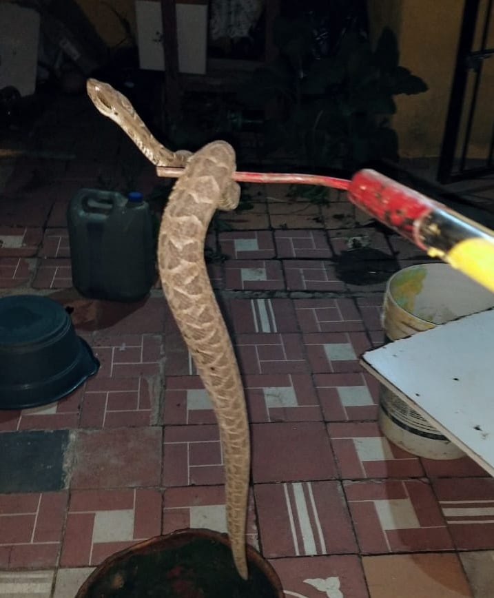 Serpiente yarará chica rescatada en barrio Comercial.