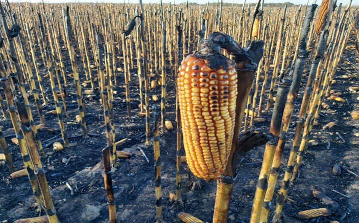 Incendios de cultivos