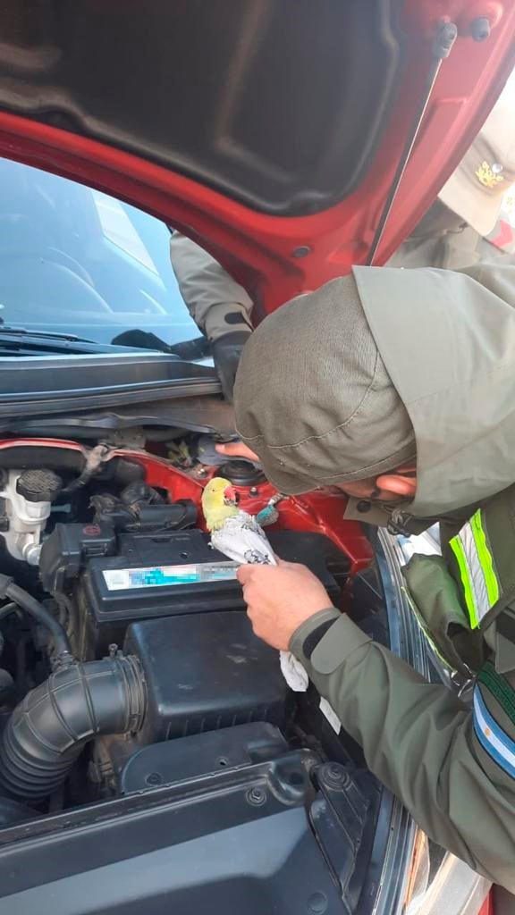 Mendocino quedó detenido por trasladar cotorras y peces en su auto y en malas condiciones.