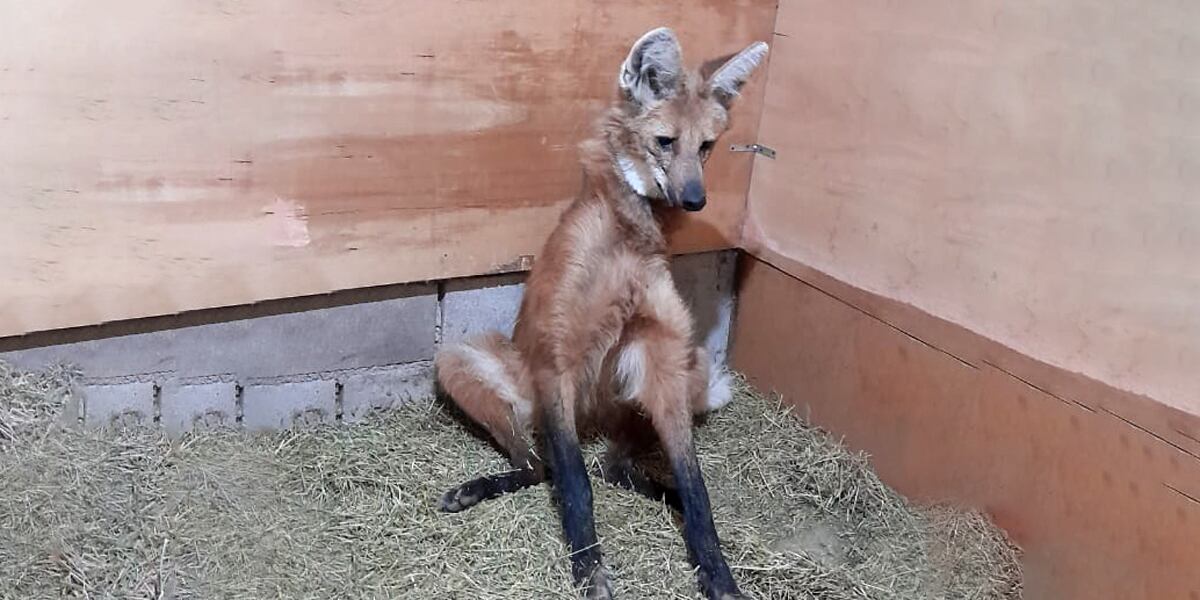 El Aguará Guazù herido.