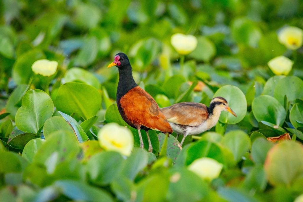 Reaparecen los animales en el Parque Nacional Iberá.