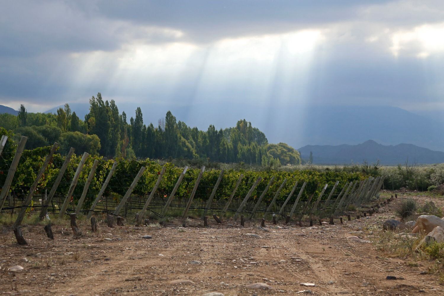 Los viñedos y el clima de la región son fundamentales para la calidad de los vinos