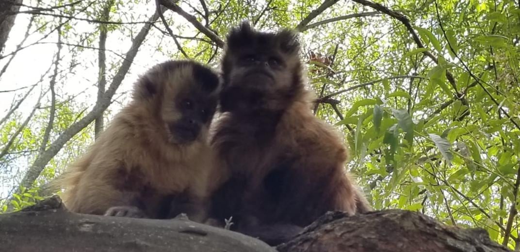 Nacimiento. Los monitos capuchinos que nacieron este lunes. (Proyecto Carayá)