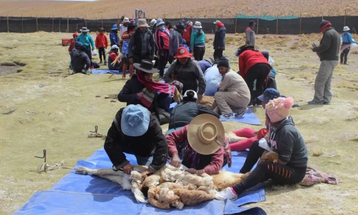 Cifras récords alcanzó en Jujuy la cosecha sustentable de fibra de vicuña