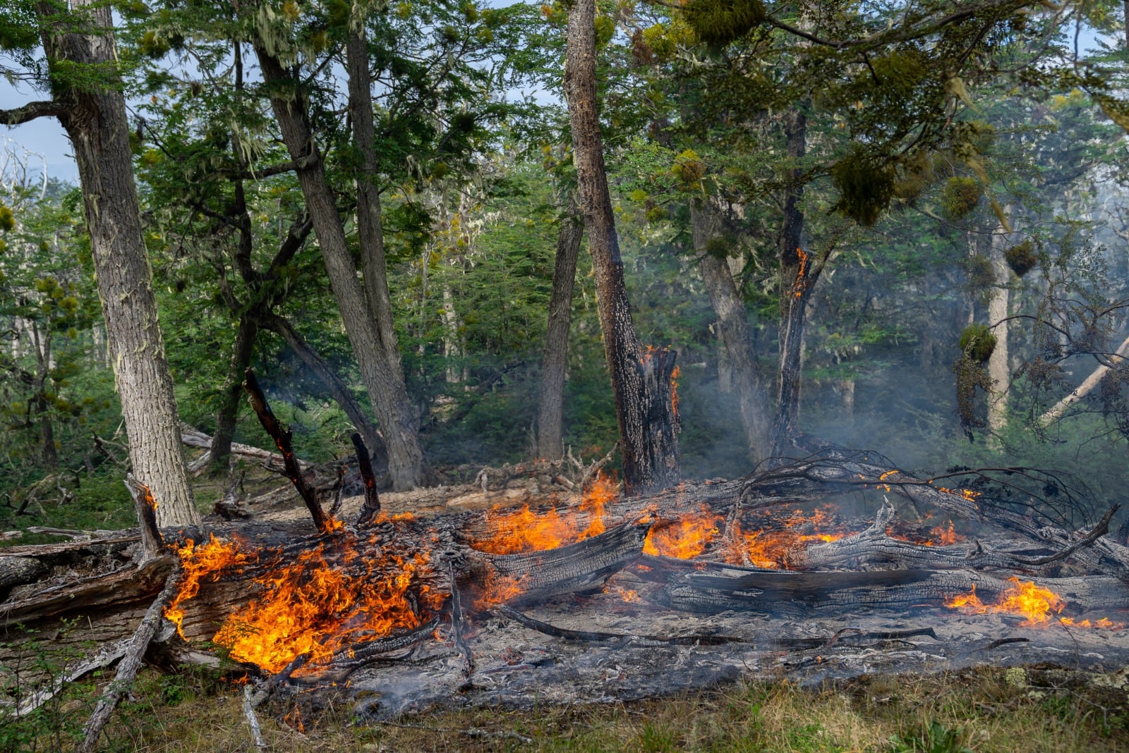 Ley 1457: prohibido hacer fuego en todo el territorio de Tierra del Fuego