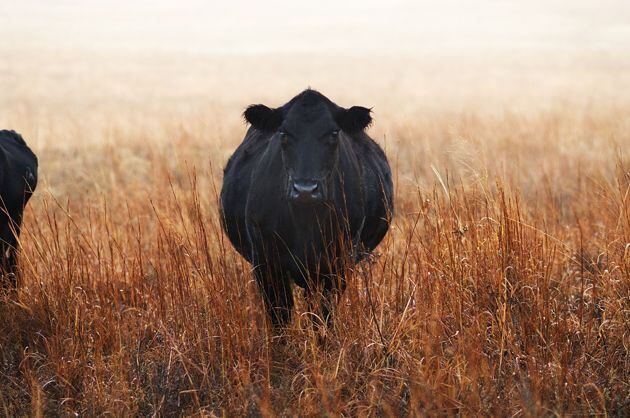 Vaca en pastura de invierno