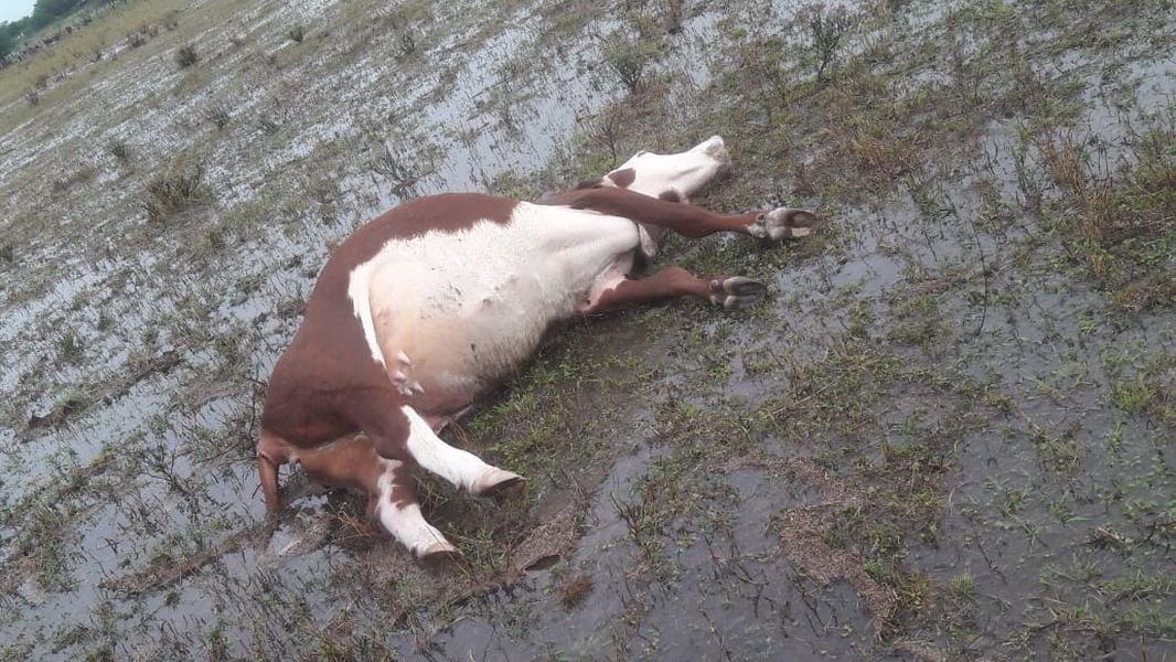 Un rayo mató tres vacas en San Jaime de la Frontera