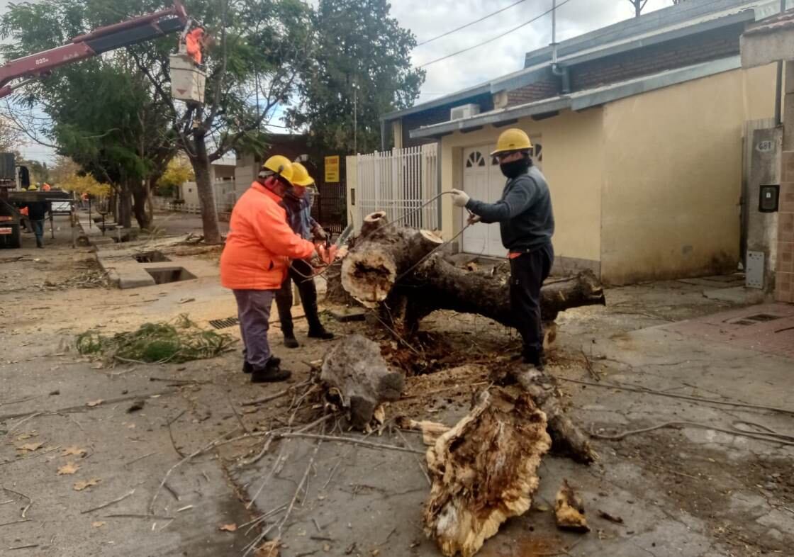 Erradican árboles en mal estado en San Rafael.