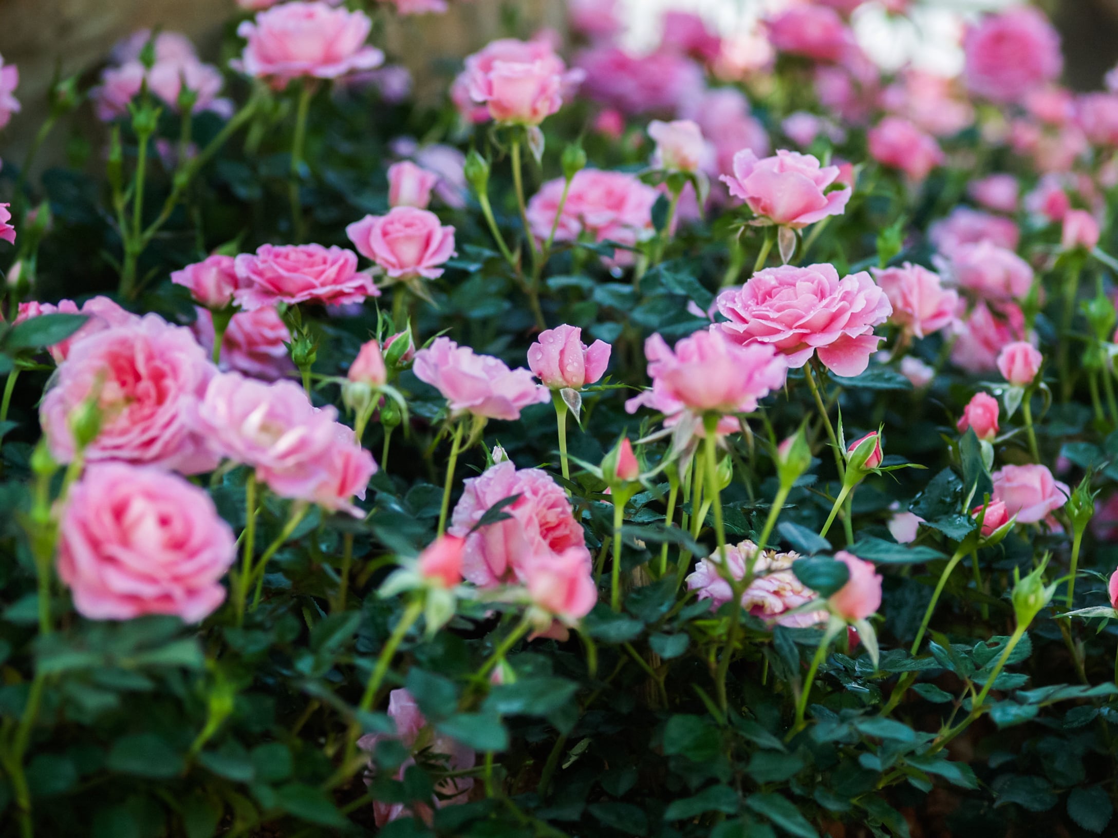 Las rosas son las menos elegidas para este San Valentín.