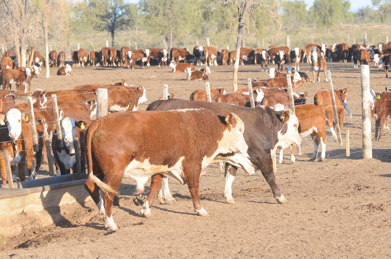 Cría de toros en cabaña para mejora genética. (LA VOZ / Archivo)