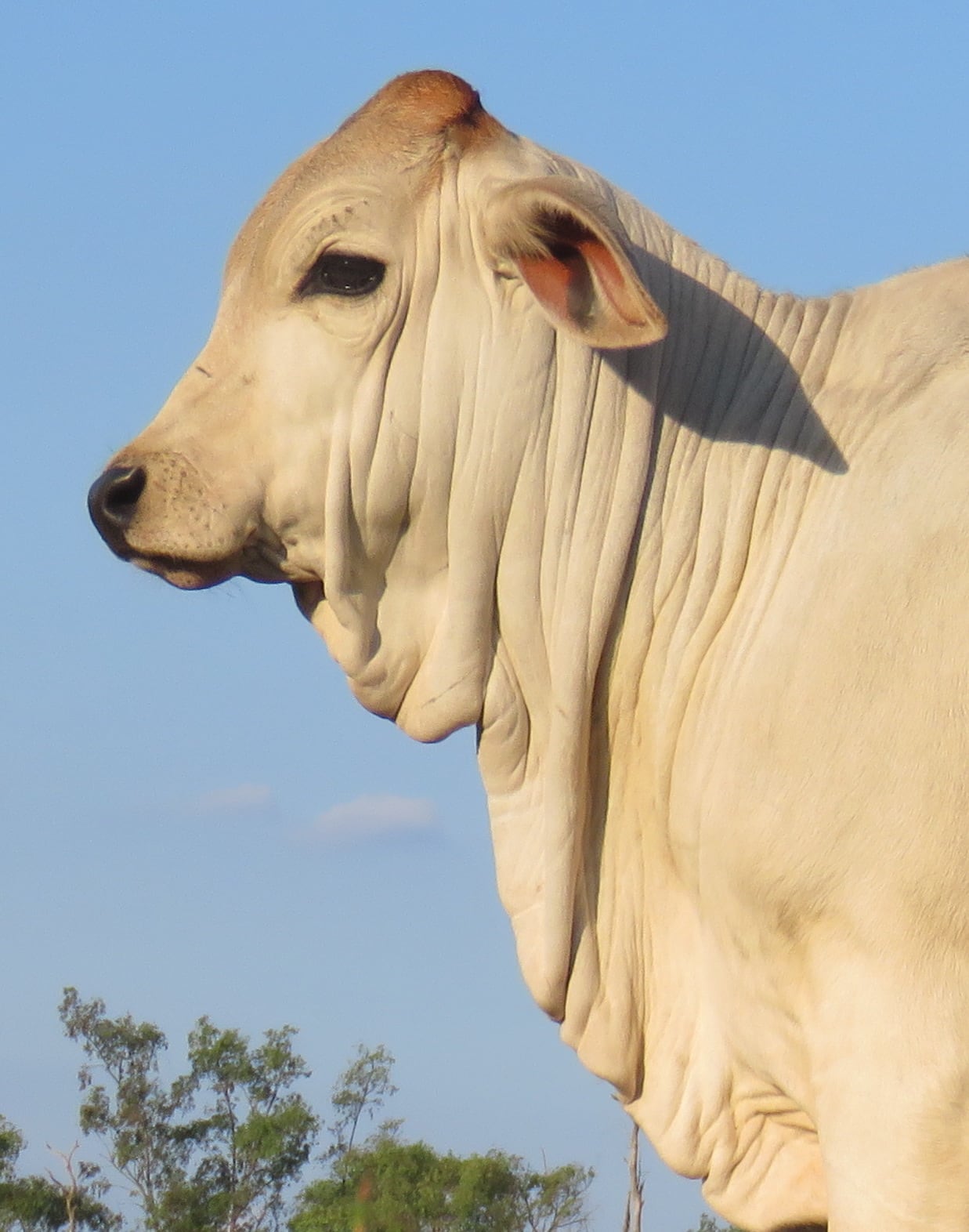 Brahman Estancia Virocay