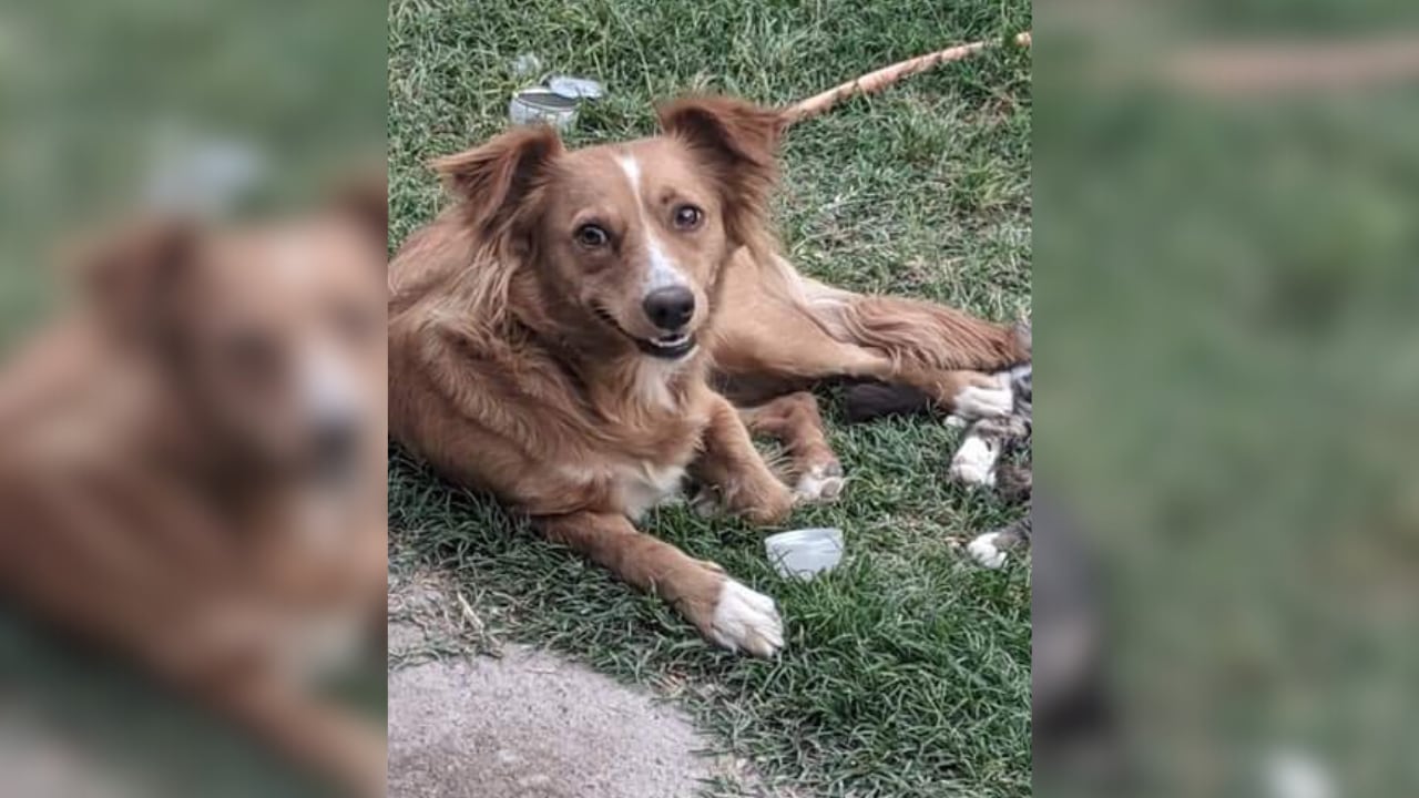 Una pareja sanjuanina hace un pedido desesperado para encontrar a su perrita que fue perdida tras una mudanza