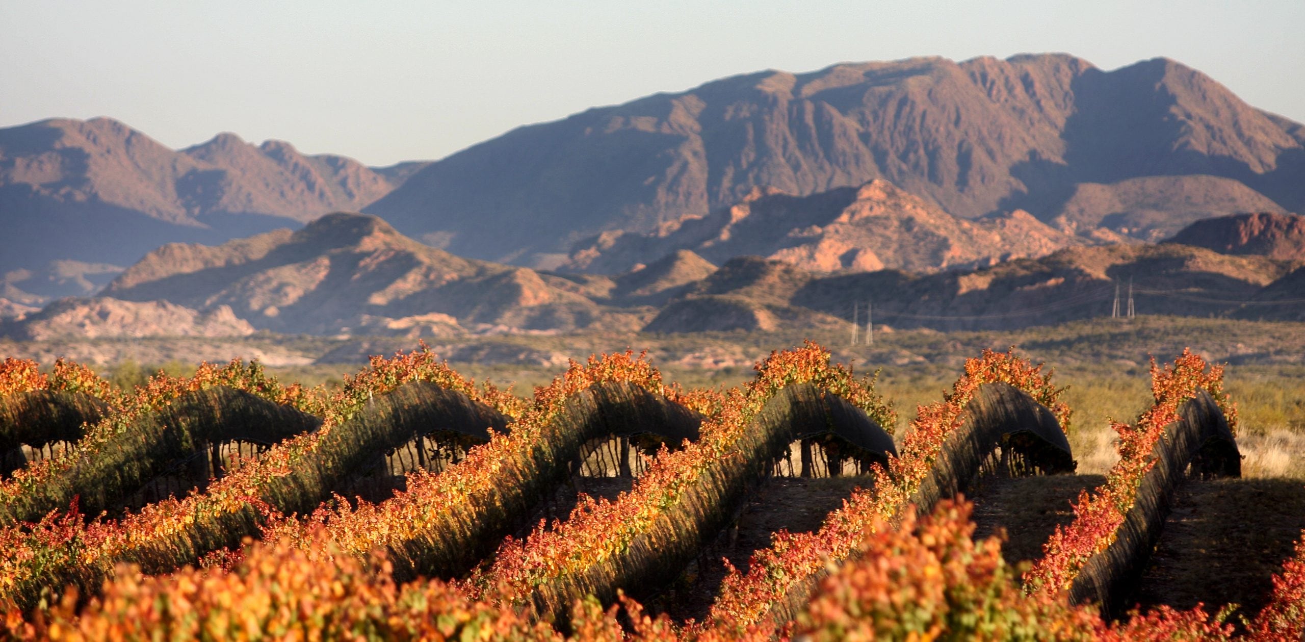 San Rafael tiene más de 20 bodegas para conocer. (Foto: San Rafael Turismo)