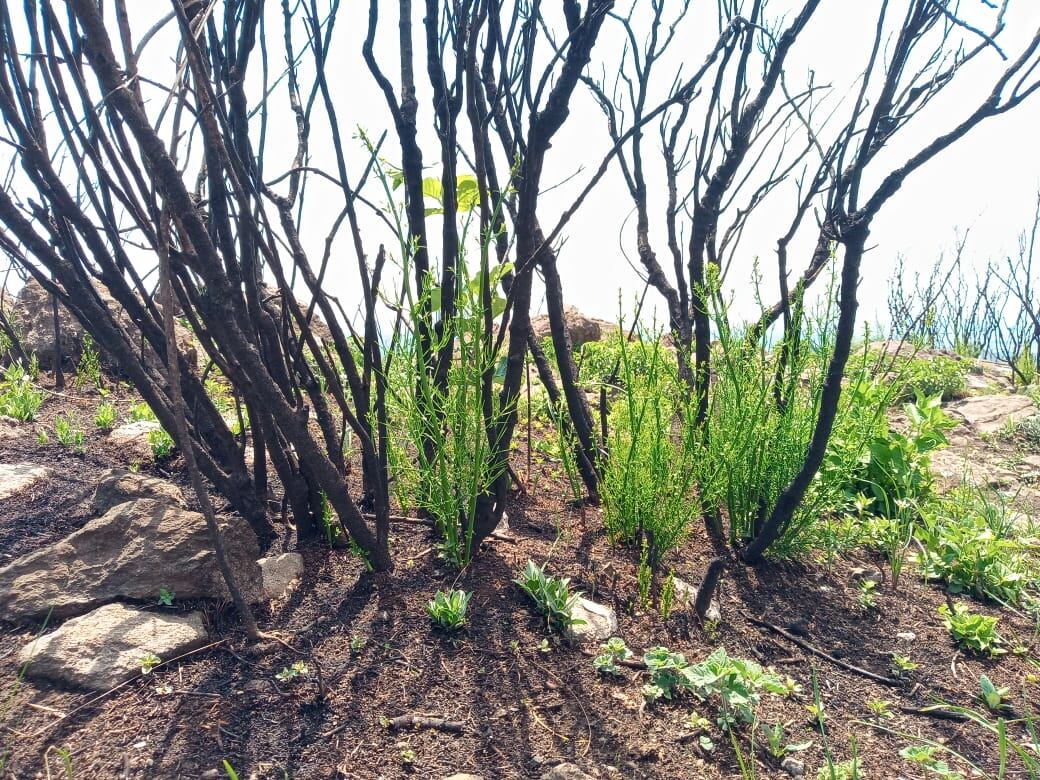 El renacer de la naturaleza en el Cerro de la Cruz.