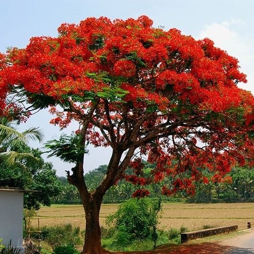 Ceibo - Flor Nacional