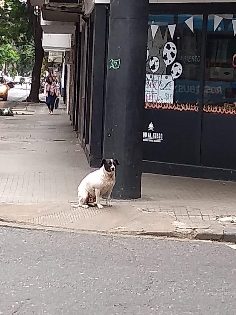 Perro vaca se hizo famoso en la UNR