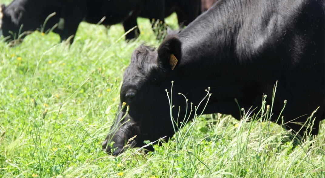 ALIMENTO. Una menor oferta de pasto por la sequía, un problema que puede afectar al stock hacia 2021, según el Rosgan. (Gentileza Ovis 21)