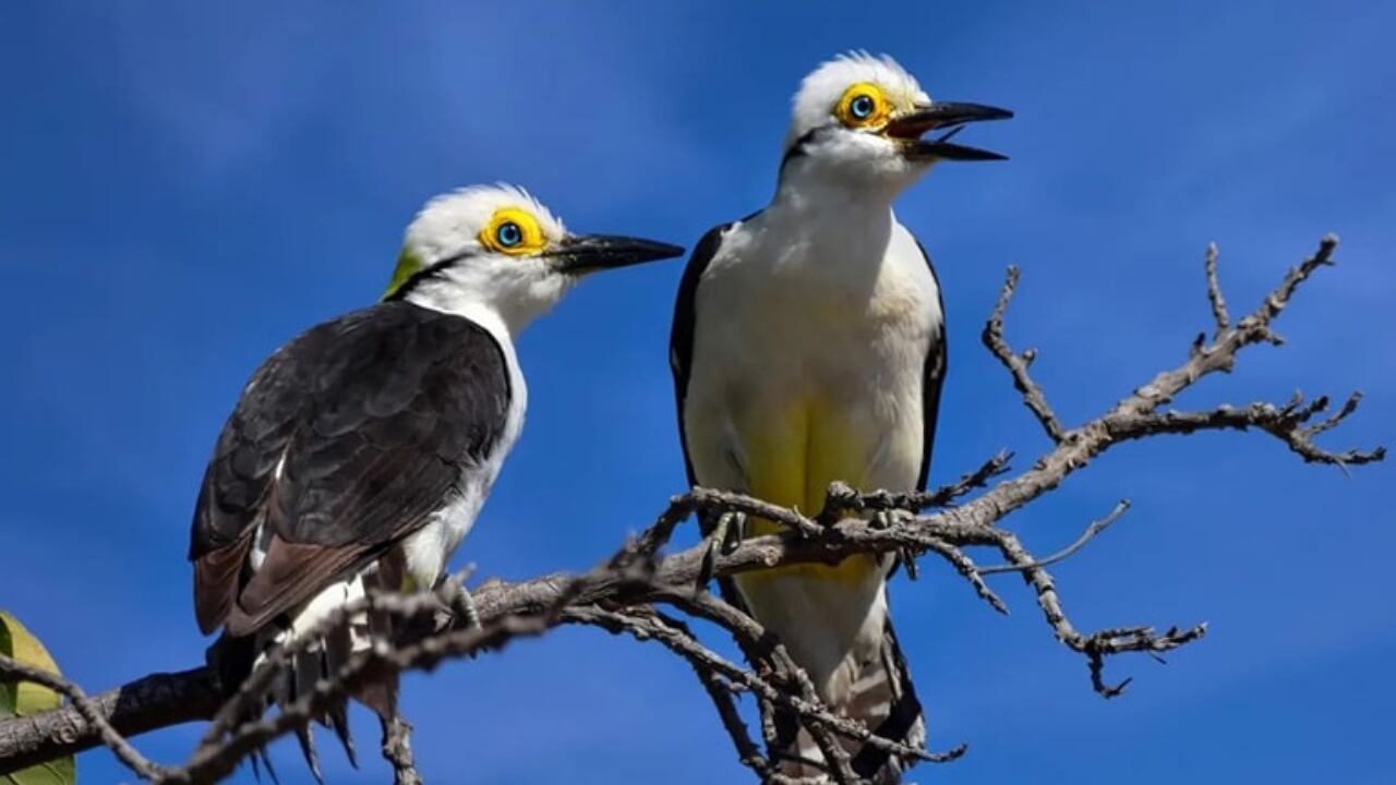 Una pareja de carpinteros blancos fue vista en Córdoba.