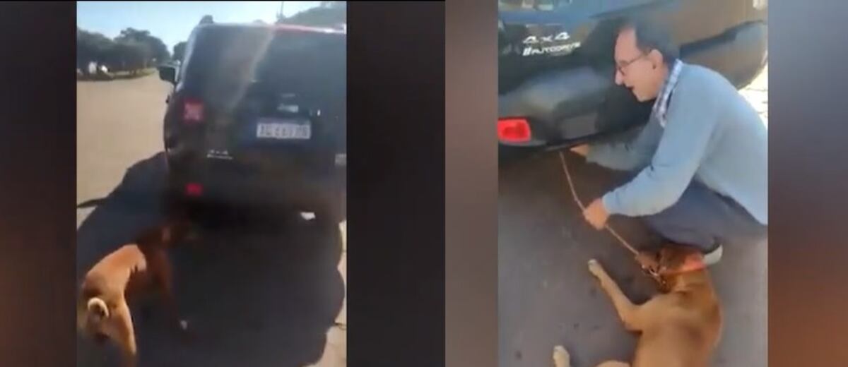 Salto Encantado: escrachan a maltratador de perros