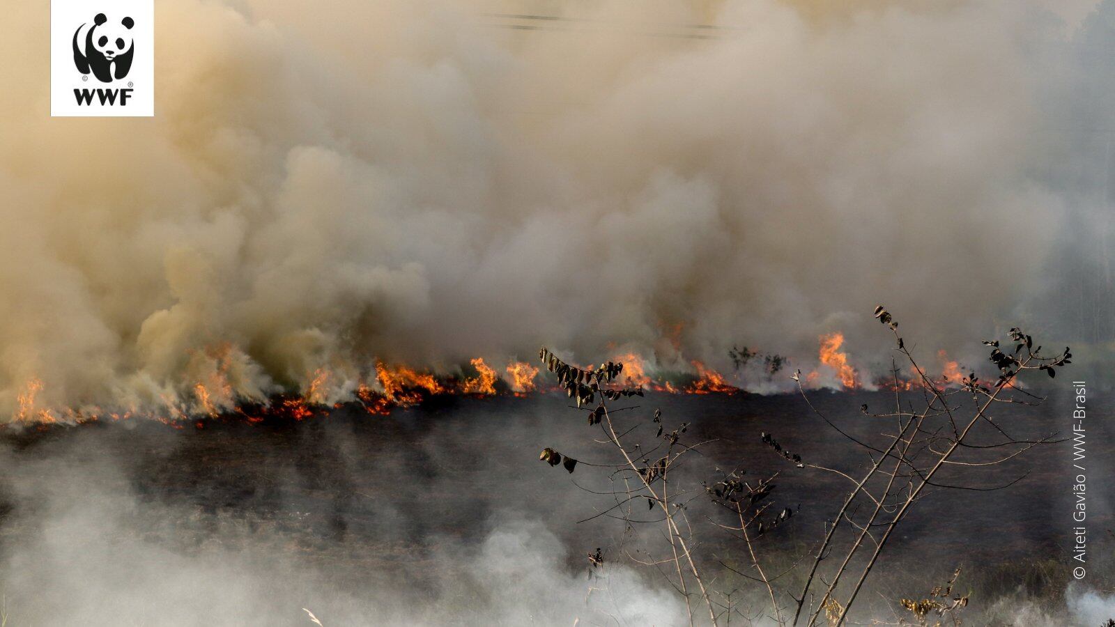 Los grandes incendios en zona del Amazonas y los fuertes vientos, llegaron al litoral argentino.