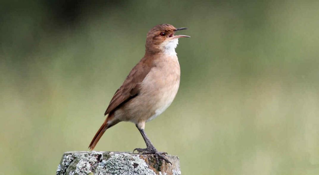 El hornero es el Ave nacional de Argentina.