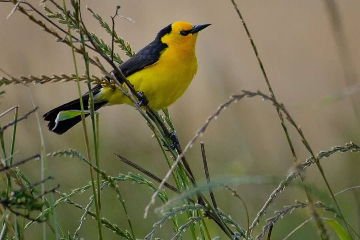 Entre Ríos refuerza su compromiso ambiental y se suma a la mesa de conservación del Tordo Amarillo