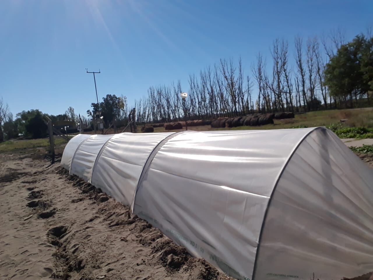 El microtunel donde realizan el cultivo del forraje. 