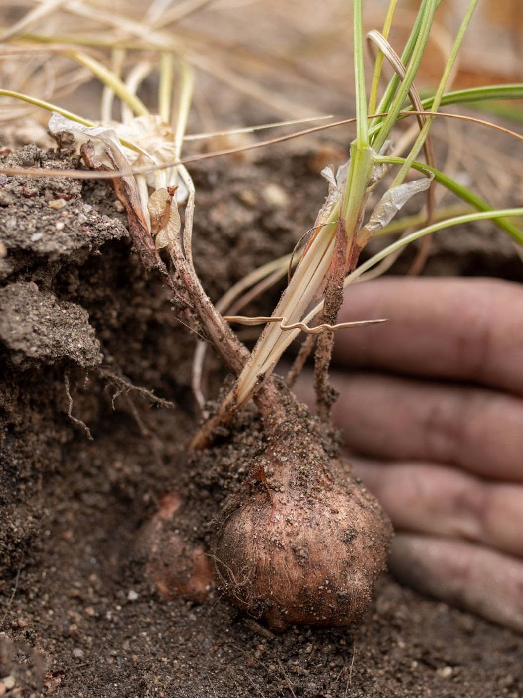 Los bulbos de la plantas de azafrán: el otro negocio de su cultivo. (gentileza Azafrán Mediterráneo)