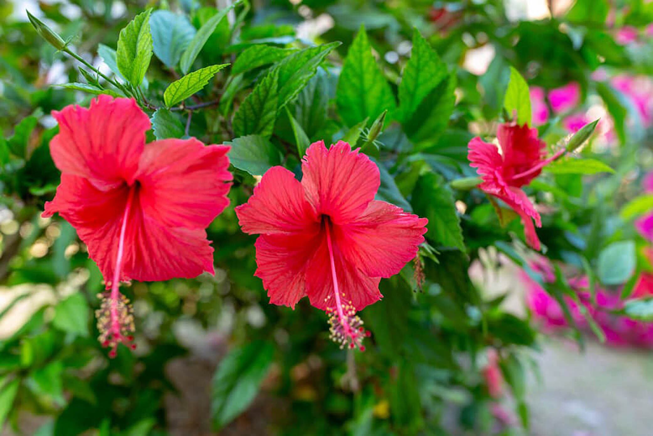 La limonada de Hibiscus es muy popular en las redes sociales.