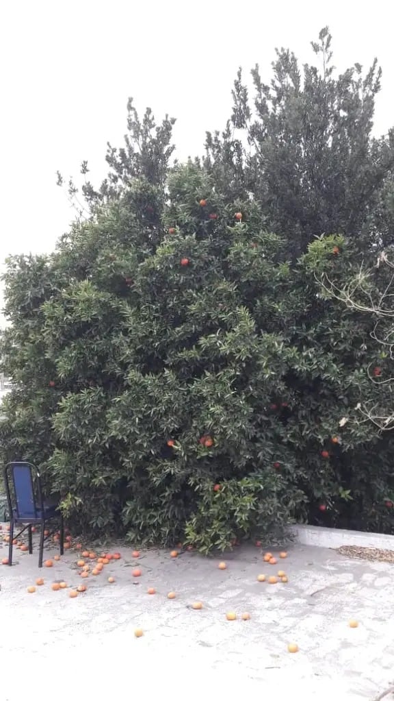 La fruta es tan rica que generó furor en la ciudad.