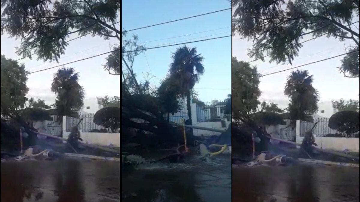 Córdoba: un árbol rompió un caño y provocó una importante pérdida de agua