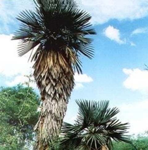 Palmera de caranday